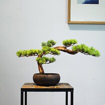New products New Chinese style Zen Pendulum Pieces Emulation Greet Pines Pine Bonsai Ceramics Small Potted Withering Pine Living Room Xuan Guan Tea Table