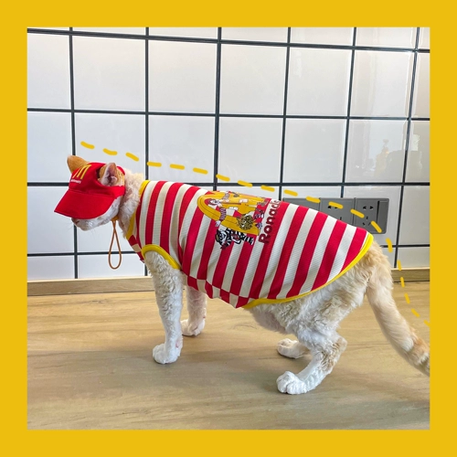 Muamuababy Cat Owne Comply Olde Sphinx Devin Интернет -кондиционер