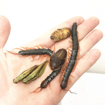 Frozen fresh-keeping grasshopper cricket Dubiya cockroach dragon fish feed frozen insect frozen shrimp calcium hair color