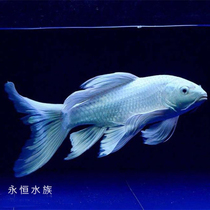 Taiwan pure blood platinum butterfly dragon carp short body long tail butterfly carp Golden Dragon Red Dragon rainbow fish with fish cold water fish
