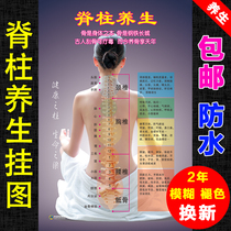 Chinese medicine health pictures wall chart health Hall beauty salon poster poster poster poster poster spine human back Meridian acupoint map