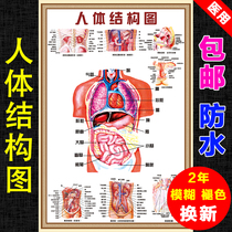 Human structure visceral anatomy system schematic wall chart medical skeletal muscle organ poster viscera wall sticker