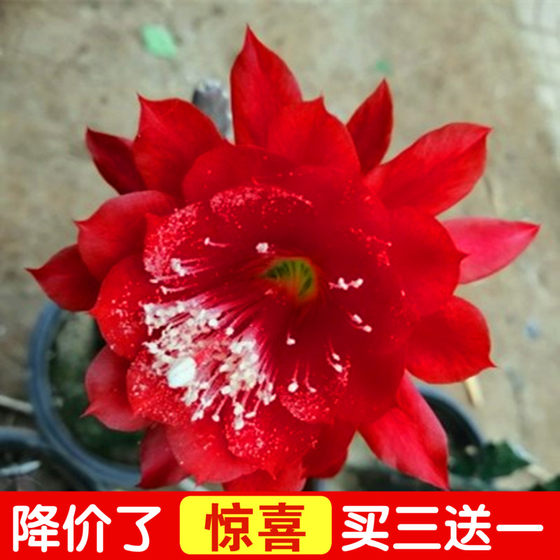 Imported arrow lotus flower epiphyllum potted large flower double petal variety with root seedling red yellow purple pink white multi-color flower green plant