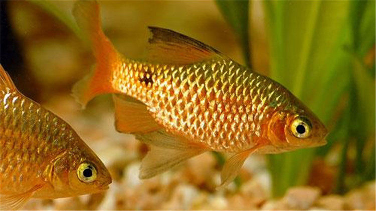 這12種寵物魚不僅適合新手還顏值高 淘寶海外 這12種寵物魚不僅適合新手還顏值高 淘寶海外