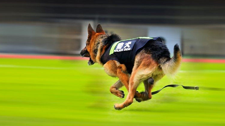 哪些狗能當警犬 十大適合當警犬的狗 淘寶海外 哪些狗能當警犬 十大適合當警犬的狗 淘寶海外