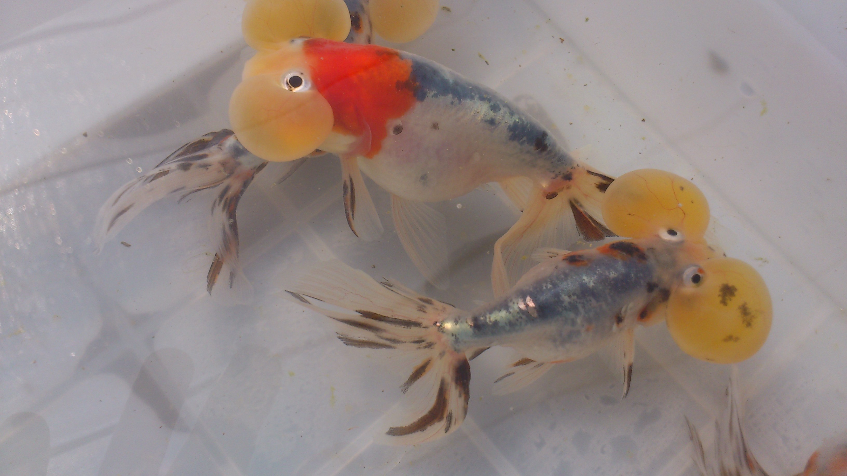 高玩養金魚 2個方法讓金魚缸煥然一新 淘寶海外 高玩養金魚 2個方法讓金魚缸煥然一新 淘寶海外