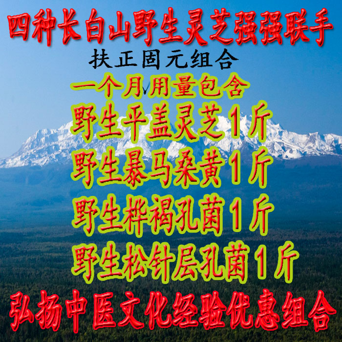 Changbai Mountain's new whole branch of wild sanghuang tree tongue flat cover Ganoderma lucidum pine needle layer hole fungus birch brown hole non-Tongrentang