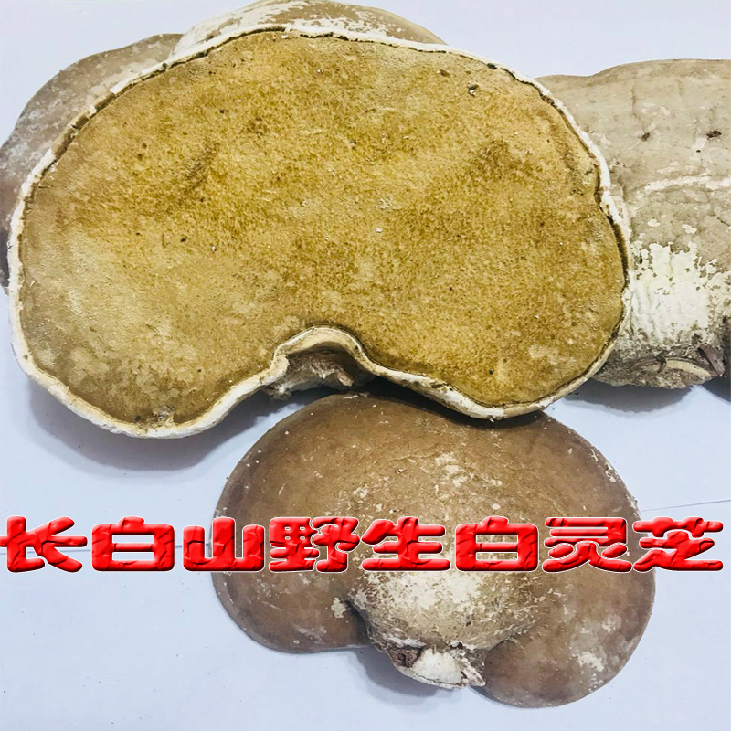 Bai Lingzhi wild pure natural Yuzhi Linzhi Changbai Mountain Bai Lingzhi can be powdered 500g