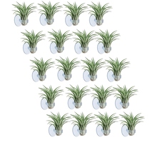 20 Pcs Air Plant Holder Plant Pot Tillandsia Holder Air Pla