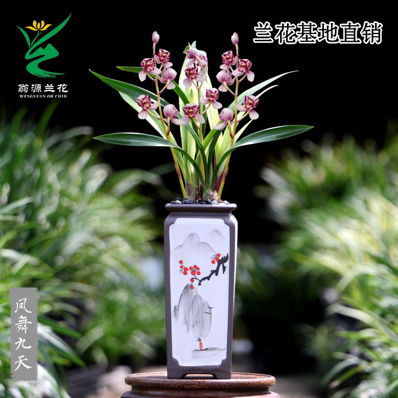 高端老种四季建兰凤舞九天富山奇蝶带花浓香好易养红香妃室内花卉-淘宝网