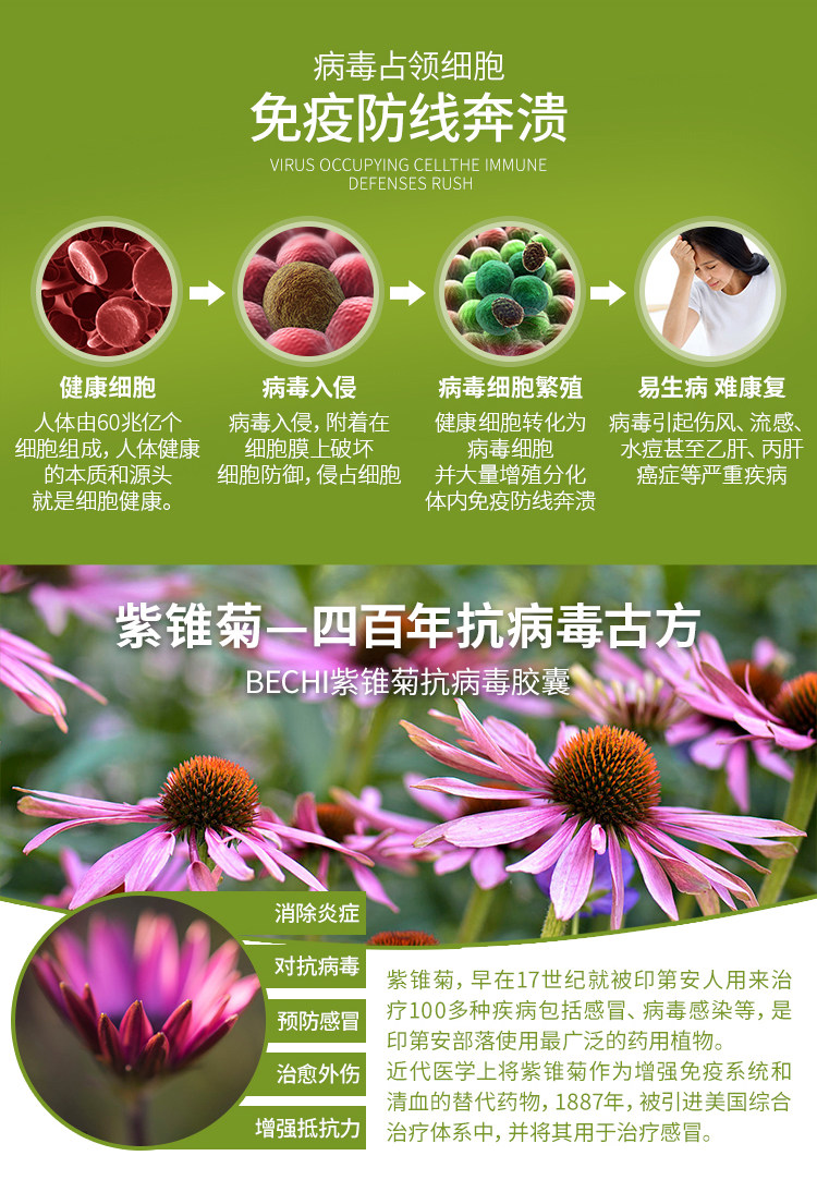 Purple Chrysanthemum details_03.jpg