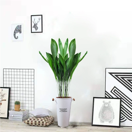 Четыре сезона Everbright Daye Wannian Green Plant Plant Pount Pount Sport Commit Office Cold Plant Pot Керамика