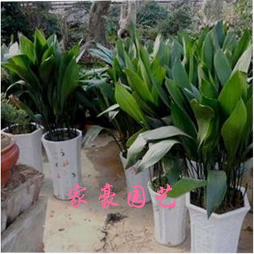Четыре сезона Everbright Daye Wannian Green Plant Plant Pount Pount Sport Commit Office Cold Plant Pot Керамика