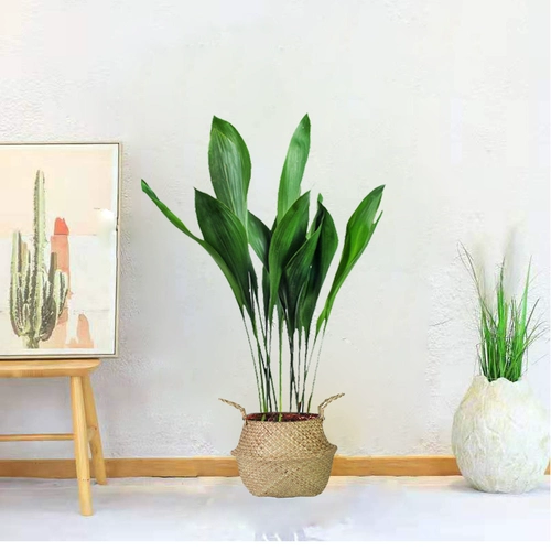 Четыре сезона Everbright Daye Wannian Green Plant Plant Pount Pount Sport Commit Office Cold Plant Pot Керамика