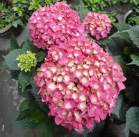 3 розовые ромашки