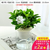 Gardenia [северно -сами -поглощающий бассейн] 1 раствор питательных веществ