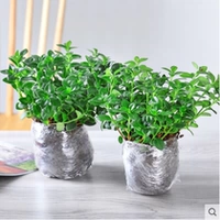 Goldfish Solita 2 Pot Pot