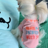 Double 11 Снижение повышения (без отступления или изменений) Корейская домашняя одежда собаки и кошки и кошки осень и зимние эластичные T -рубашки