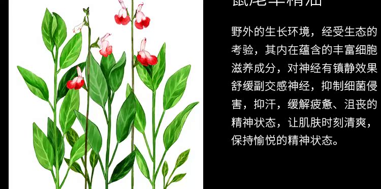 MINE THÊM Thời gian hạnh phúc Hoa oải hương ngủ Tinh dầu Xịt làm giảm lo âu Mất ngủ Xịt - Tinh dầu điều trị tinh dầu bưởi