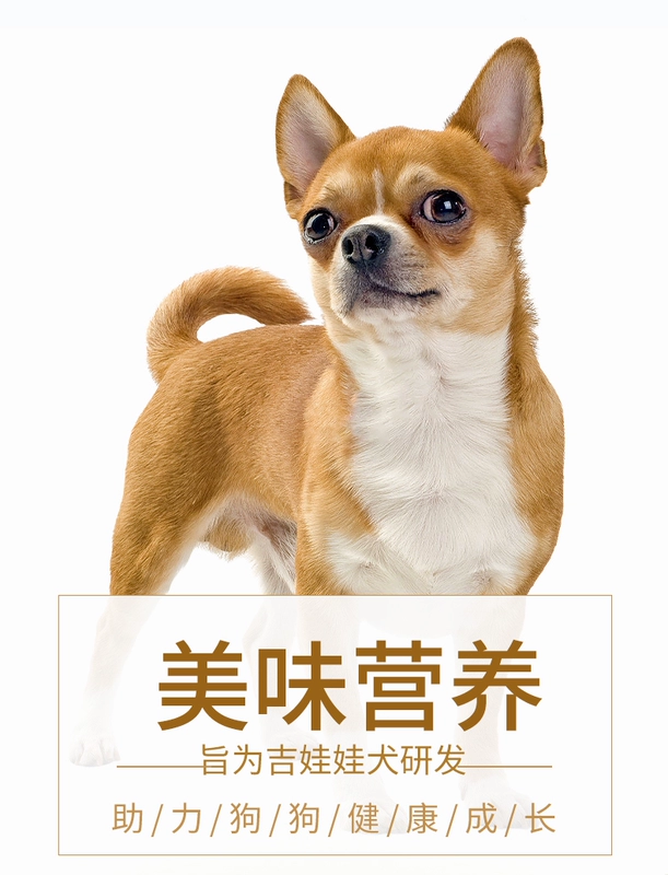 Chihuahua chó thức ăn cho chó con chó trưởng thành chó nhỏ chó teacup chó làm đẹp lông xé bổ sung canxi 2,5kg thức ăn cho chó đặc biệt 5 kg - Chó Staples