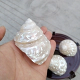 Натуральная большая раковина