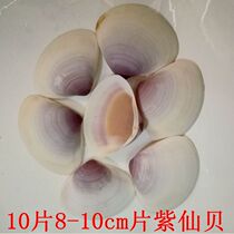 10 natural big shell children hand-painted diy color shell painting material