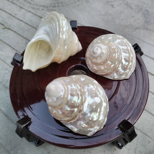 Натуральная большая раковина