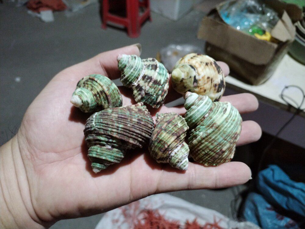 Natural sea snail 1 catty silver mouth Large green snails with crab replacement shell Three lakes Roll Bay Hatch Hide from the View-Taobao