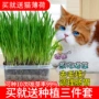 Cat cỏ hạt giống mèo cat ăn nhẹ để tóc bóng tóc kem mèo cỏ trồng thủy canh hạt giống mèo cung cấp - Đồ ăn nhẹ cho mèo thức ăn royal canin