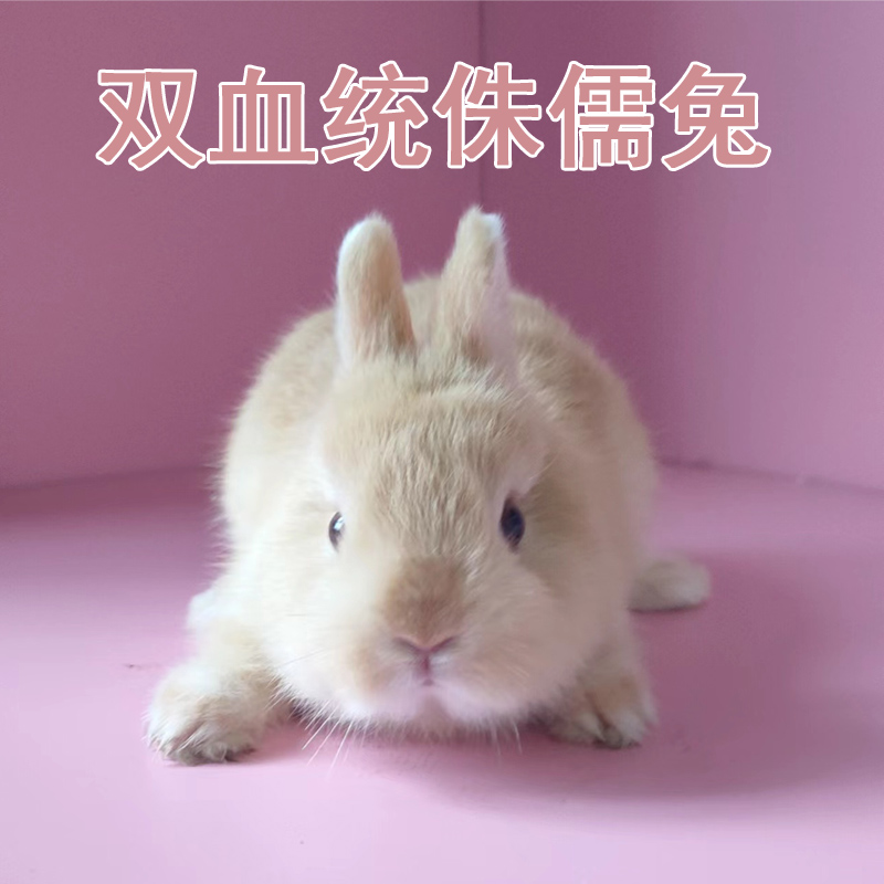 Lop Rabbit Cat Cat Rabbit Dwarf Rabbit Pet Rabbit Live Rabbit Double Bloodline Pack Live Dutch Rabbit