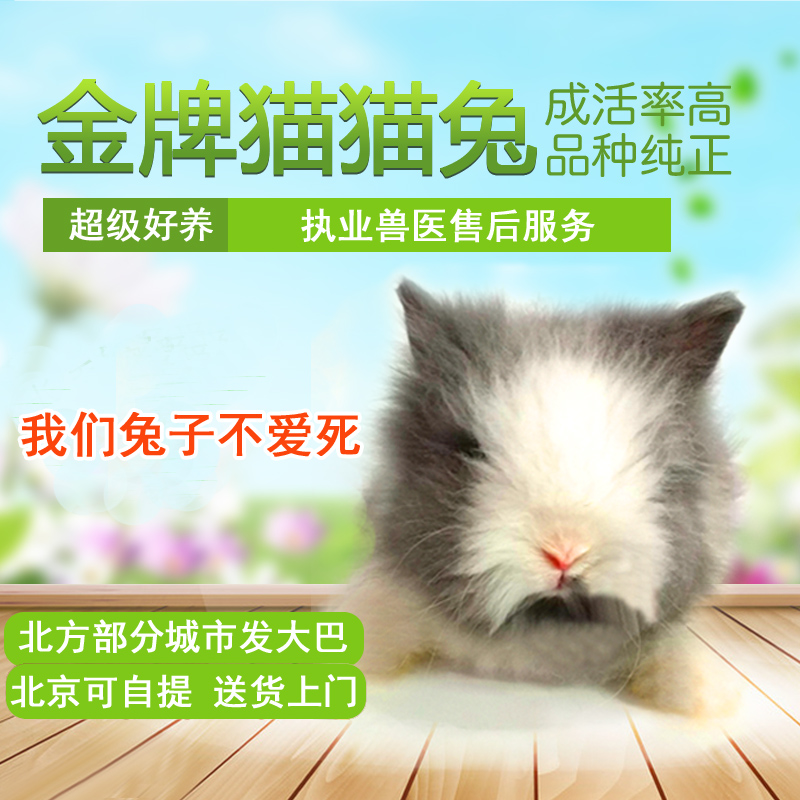 Beijing Real-body Shop Baobao Live Immunization Dodgers Long Mao Gay Face Cat Rabbit Angola Rabbit Pets Rabbit Rabbit Beijing