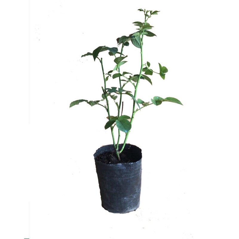 花隱園藝家 日本月季和室漸層色玫瑰月季小苗盆栽綠植抗病強