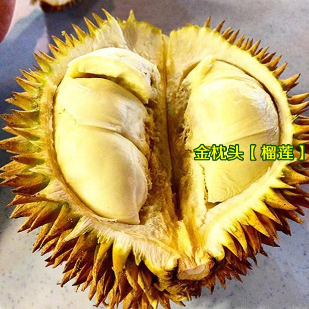榴莲树苗 泰国猫山王金枕头红肉榴莲苗南方北