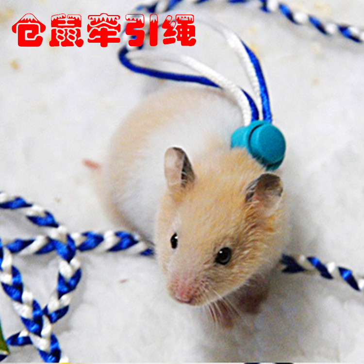 Hamster Squirrel Mink Traction Rope guinea pig Dutch pig dragon cat hamster Bear Cubs with Rat Rope Traction Rope Out