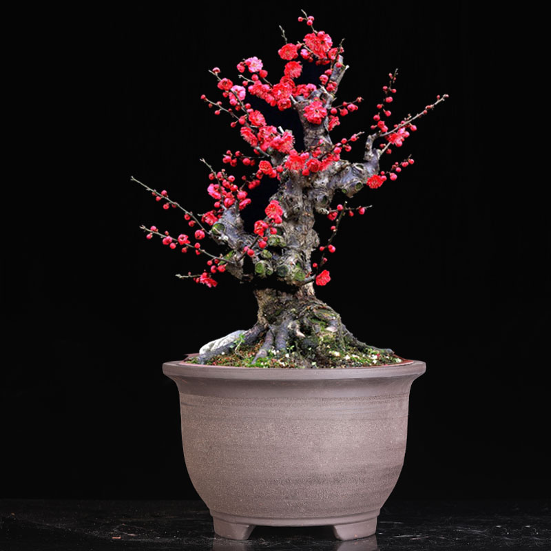 Purple sand flower pot orchid pot special cornstone breathable large special flower bonsai planting clearance ceramic flower pot