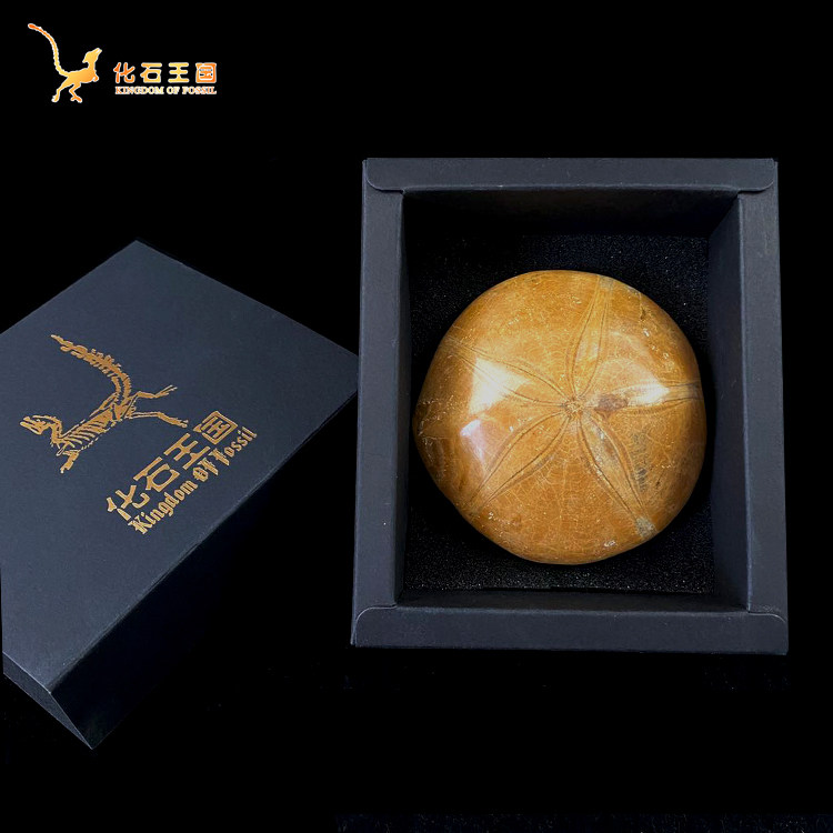 Natural Paleontological Animal Sea Urchin Starfish Fossil Specimens Children's Popular Science Collection Birthday Gift Gift Box