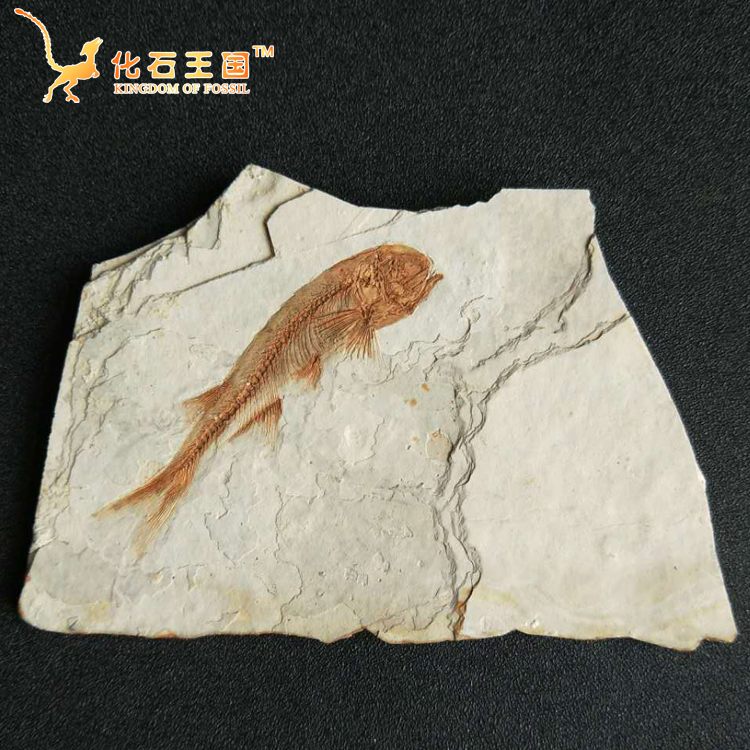Special price Liaoxi paleontological fossil wolf fin fish fossil specimen original plate ornament animal fossil