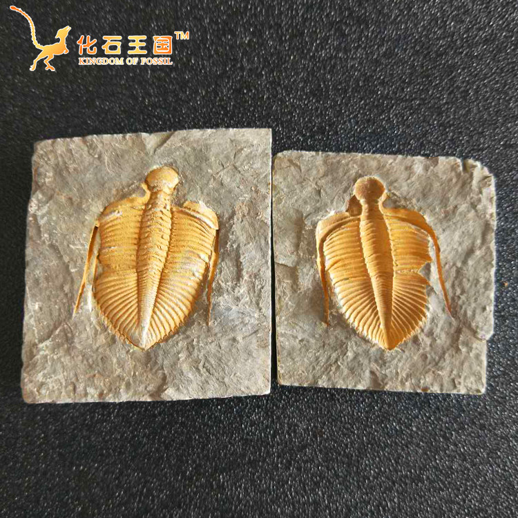 Special offer trilobite crown worm paleontological fossil raw stone teaching specimen insect plant wolf fin fish fossil ornament