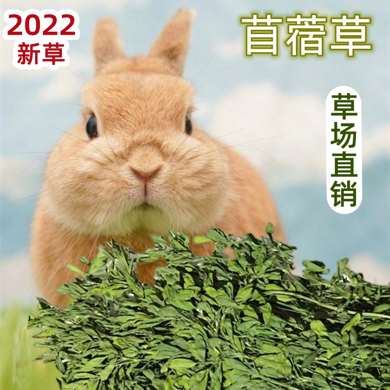 22 Years New Purple Flowers Clover Grass Hay Rabbit Grass Dragon Cat Dutch Pig Herd Infant Rabbit food Clover Grass