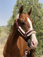 Темно-фиолетовый