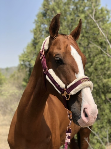 Марма Лошади Шляпы Лошадь шесть лет -Малайзия Малайзия Европейская память