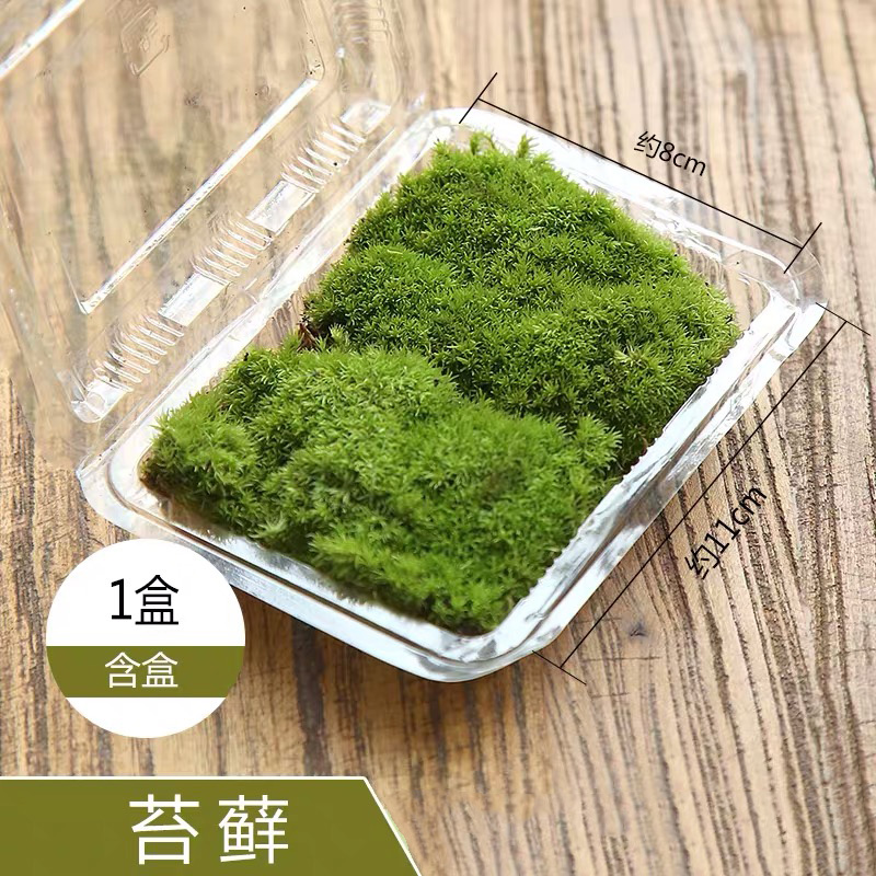 Fresh moss plant bonsai paved with fake mountain green moss microscape Diy material amphibious water Absorbent Stone White Hair-Taobao