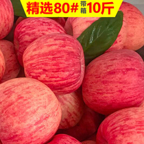 Yantai apple fruit fresh Shandong Qixia season crisp sweet belt whole box 9kg wholesale red Fuji 10