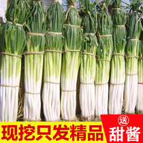 Shandong green onion fresh sweet sauce hardcore Zhangqiu green onion 5kg crispy onion non round ocean northeast onion vegetable