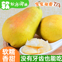 Yantai Po pear big head pear soft pear beer pear 10kg fresh wife pear Laiyang fragrant pear fruit