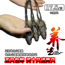 Toad dry oil snow clam whole authentic northeast Changbai Mountain forest frog snow clam dry paste Hashi dry goods 12 grams