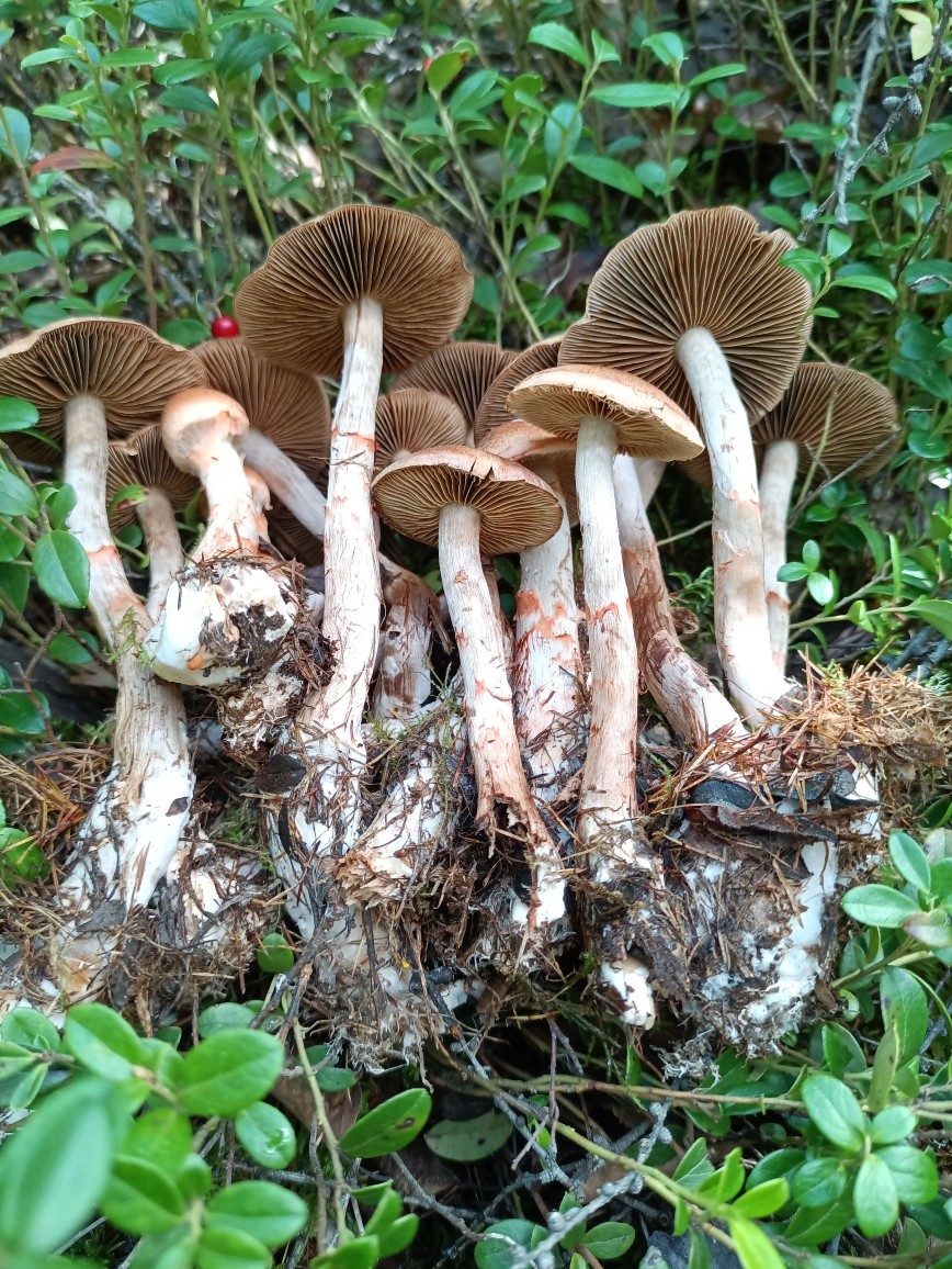老张的山货店