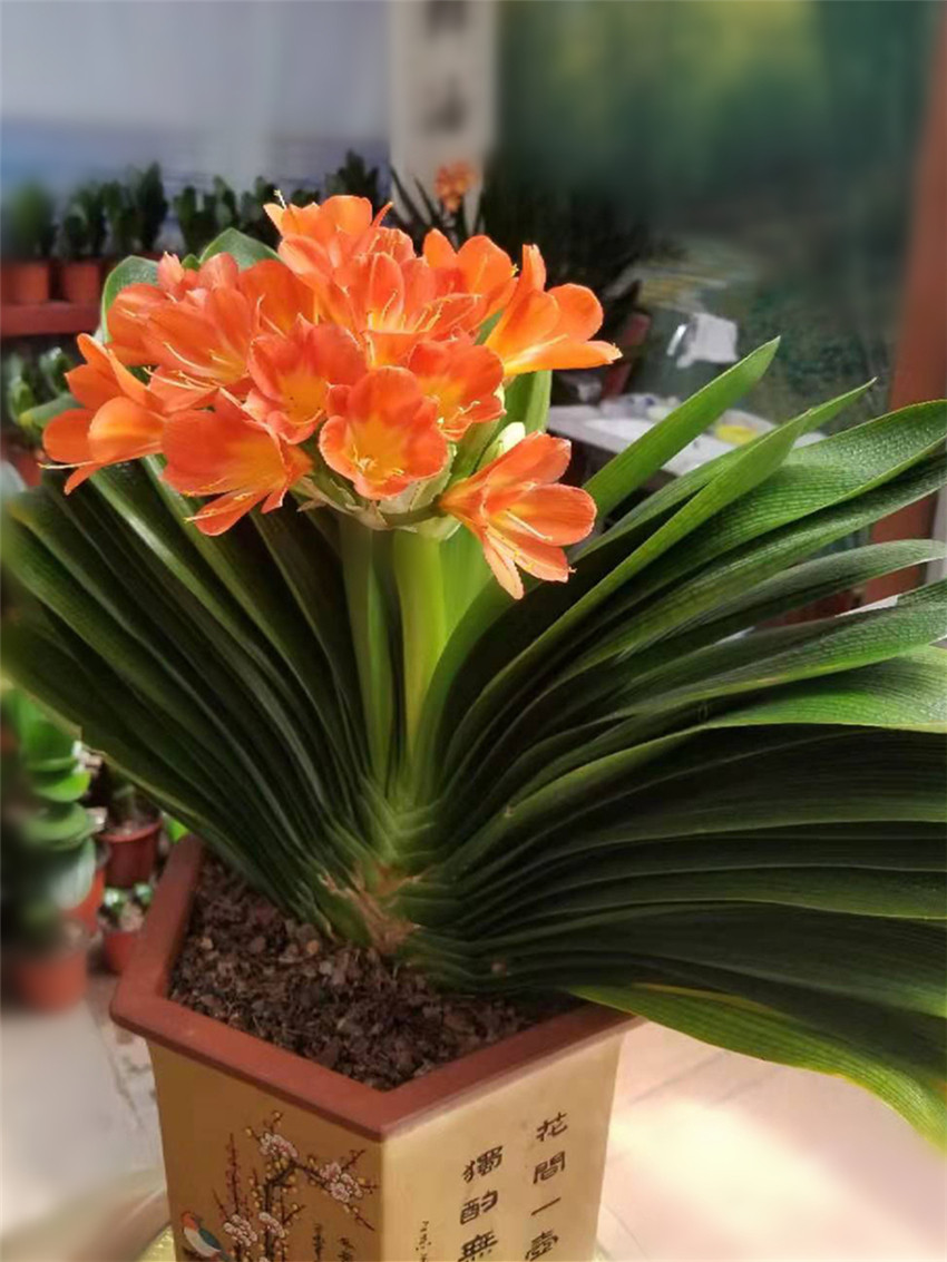 下好冬肥 2控1调 君子兰不夹箭 爆花 趣值买