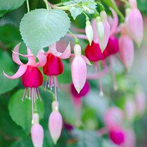 Potted lantern flowers upside down Admiralty seedlings with buds Bao Lian lamp Outdoor balcony courtyard four seasons flowering climbing vine plants