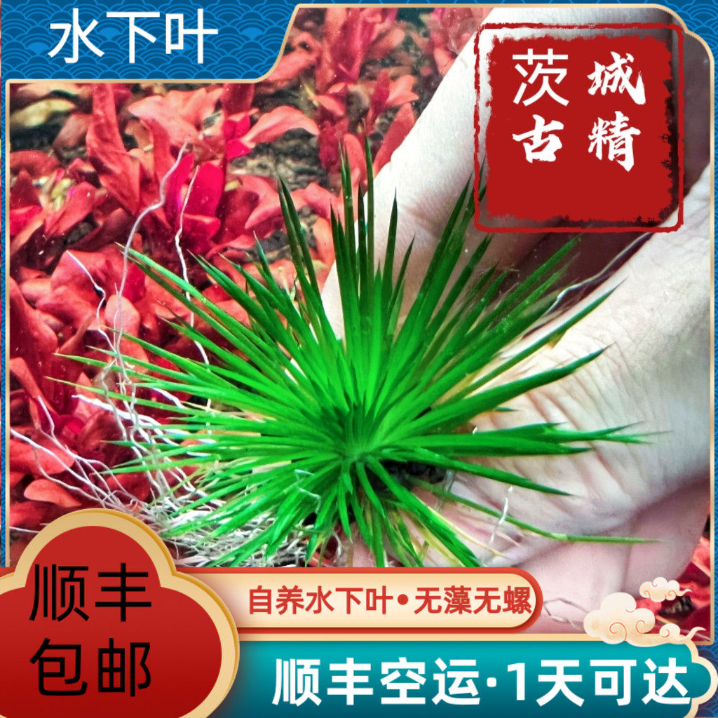 古精类水草:茨城古精线叶宽叶迷你稀有草缸植物,打造梦幻水族景观!-水草-淘宝好物网